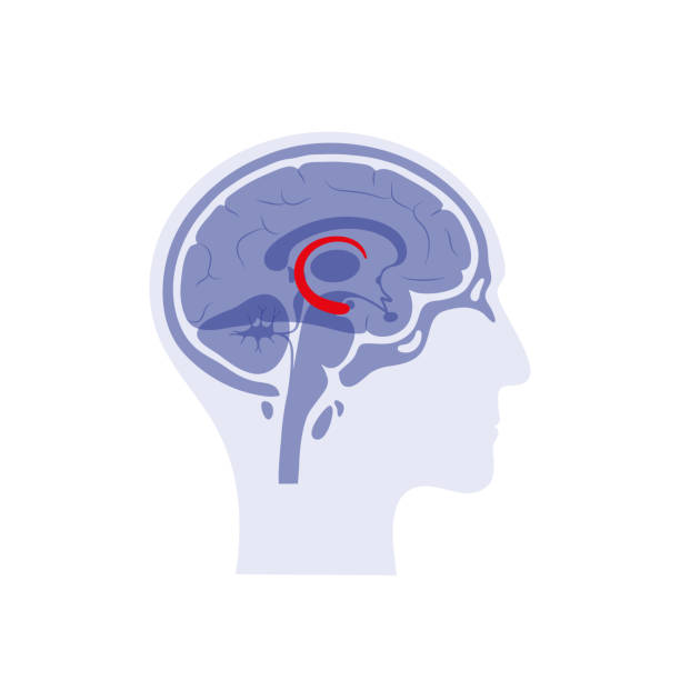 Hipokamp jest obszarem mózgu odpowiedzialnym za powstawanie wspomnień. Ćwiczenia fizyczne poprawiają komunikację hipokampa z innymi częściami mózgu.