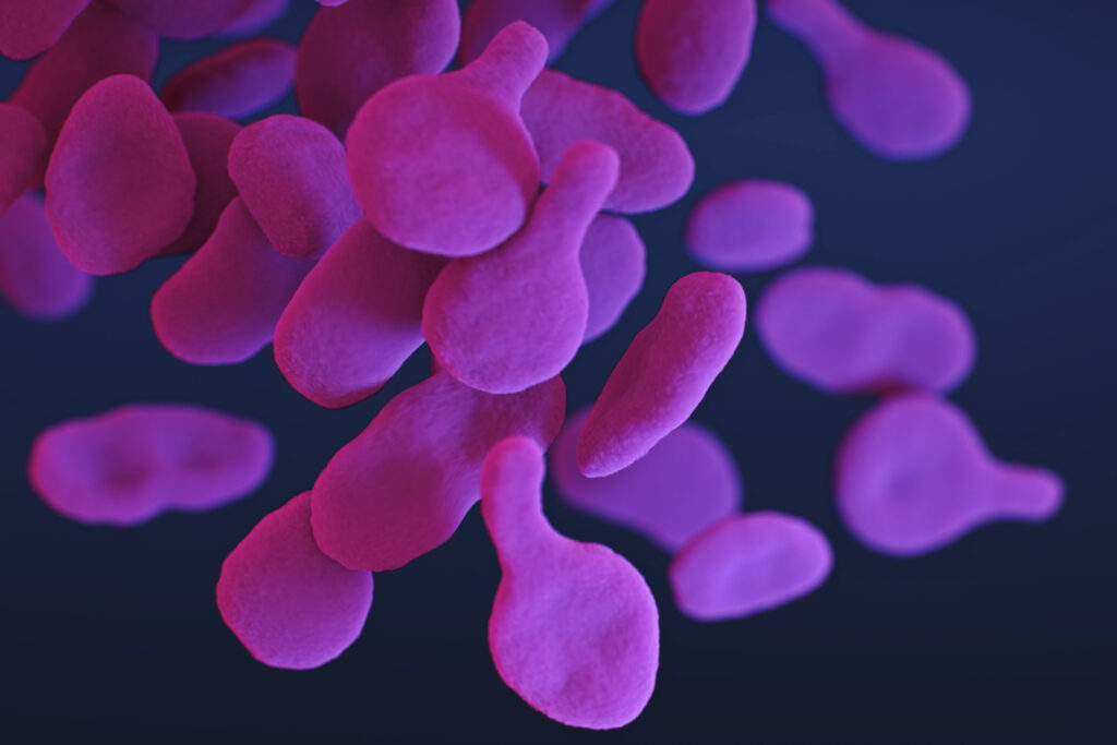 Mycoplasma genitalium