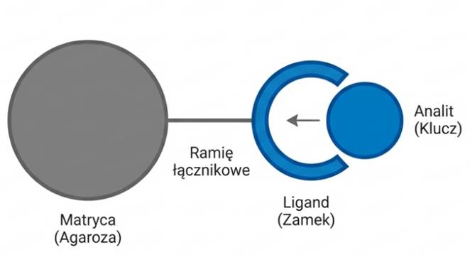 Chromatografia powinowactwa - mechanizm klucza i zamka