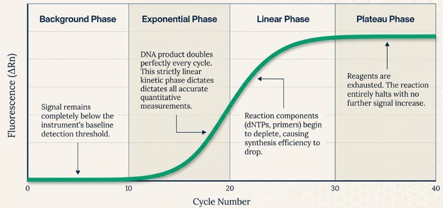 qPCR curve composition
