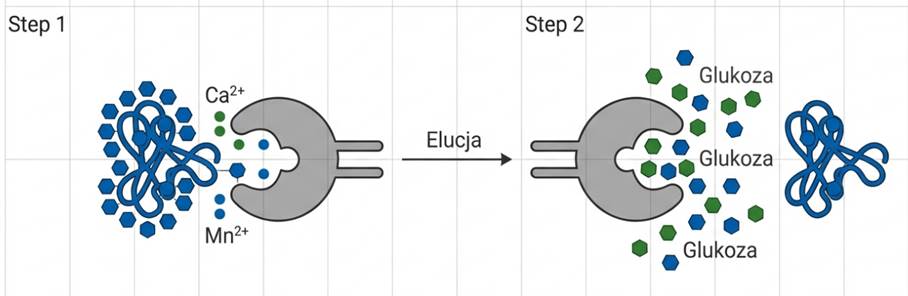 Izolacja glikoprotein na kolumnie z konkanawaliną A