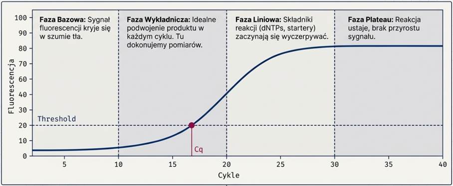 Fazy krzywej amplifikacji qPCR