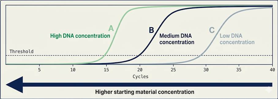 Relationship between DNA concentration and Ct value