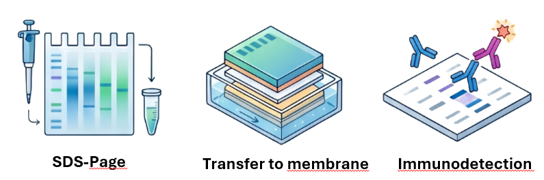 The steps of western blot