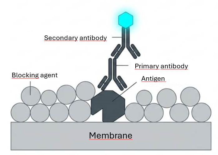 Immunodetection in western blot