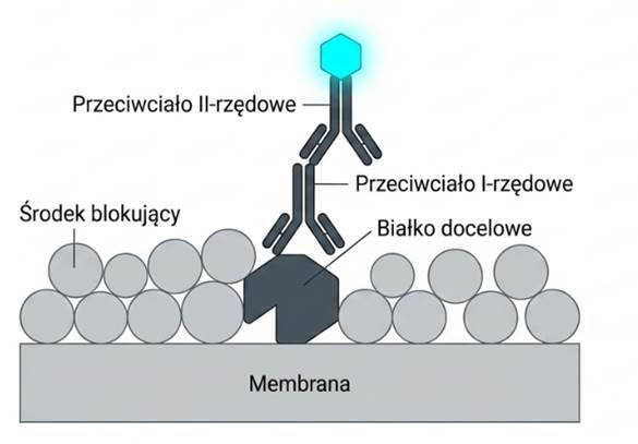 mechanizm detekcji w western blot